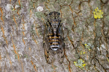 Macro de cigale