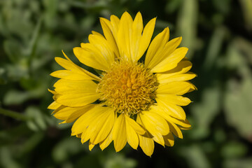 Gaillarde aristée jaune (gaillardia aristata).