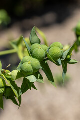 Euphorbe des jardins