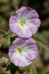 Naklejka premium Liserons des champs