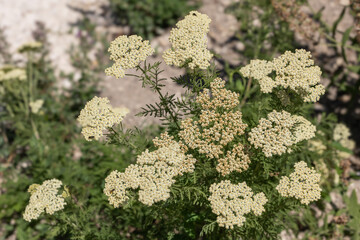Achillée noble (achillea nobilis). © Pascal Cointe