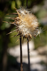 Fleur de chardon séché