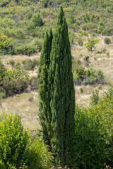 Cyprès commun