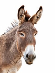 Naklejka premium Close-up Portrait of a Brown Donkey with Large Ears