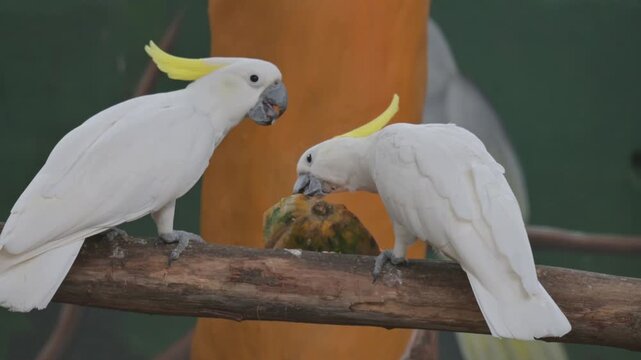 portrait of 2 white parrot