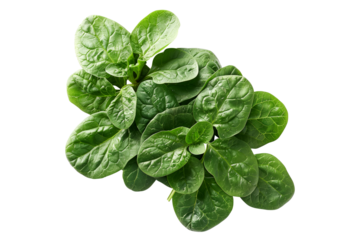 Vibrant New Zealand spinach leaves with red stems isolated on a white background. Perfect for culinary uses.
