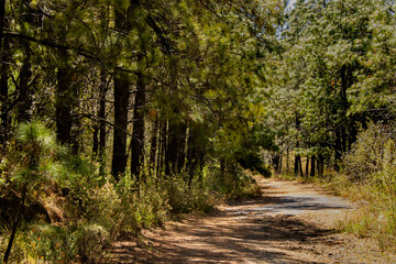 trail/walkway in spring forest of Puebla, Mexico, protected area, beautiful natural tunnel, wide vegetation, desolate path in a high forest