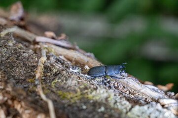 Beetle on a tree trunk
