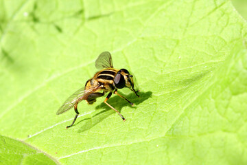 Hoverfly