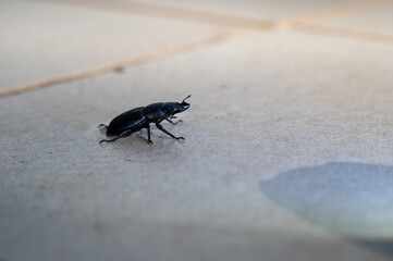 Beetle on tiles