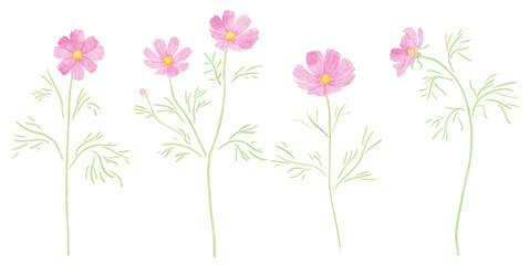Naklejka premium ピンク色のコスモスのイラスト 水彩タッチ