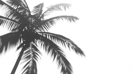 Shadow of palm leaves, cut out