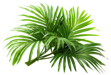 Lush green palm fronds, cut out