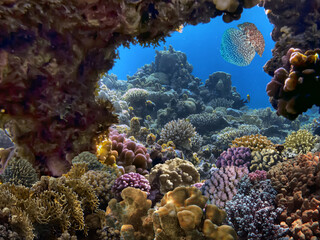 Hard corals of the Red Sea