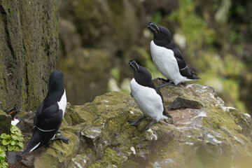 razorbills- Alca torda - on rock. Photo from Latrabjarg sea cliff in Iceland.
