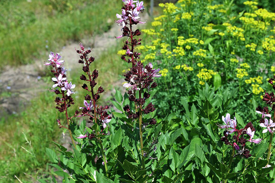 Dictamnus albus. Diptam known as burning bush or fraxinella.