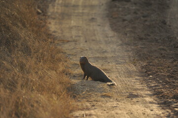 mongoose on the road