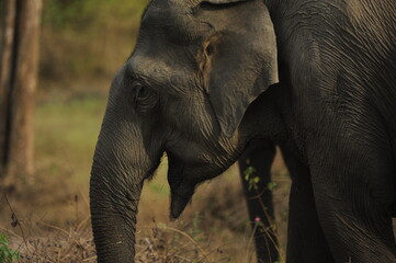 elephant in the wild
