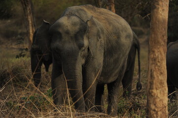 elephant in the wild