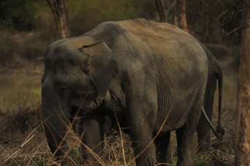 Fototapeta premium elephant in the wild