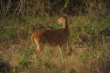 deer in the forest