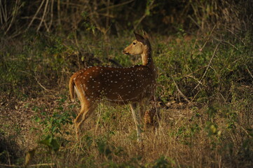 deer in the wild