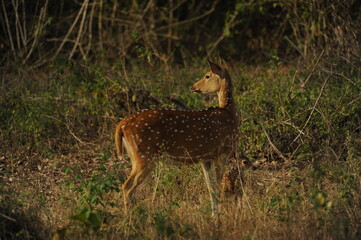 deer in the wild