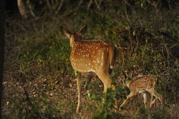 deer in the forest