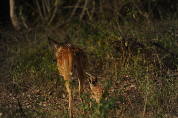 deer in the forest