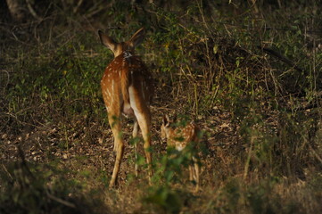 deer in the forest