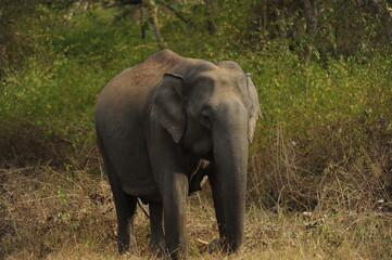 Obraz premium elephant in the wild