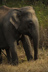 Fototapeta premium elephant in the wild