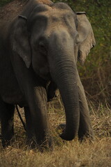 elephant in the forest