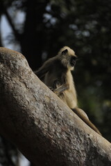 portrait of a baboon