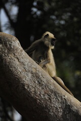 portrait of a baboon