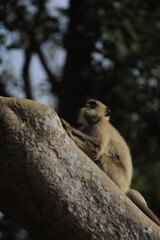 portrait of a baboon