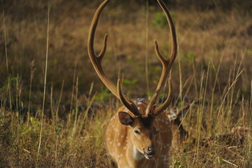 deer in the forest
