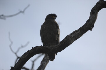 red tailed hawk