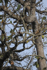 Obraz premium tree in the sky