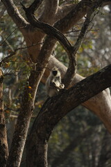 baboon