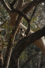baboon