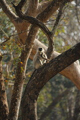 baboon