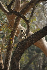 baboon