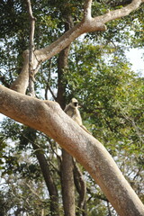 Fototapeta premium monkey on tree
