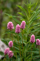 Pink wildflowers blooming in green meadow.
