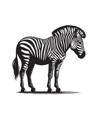 zebra vector art,graphics zebras icons set,vintage illustration zebra clipart,vector zebras flat style artwork design