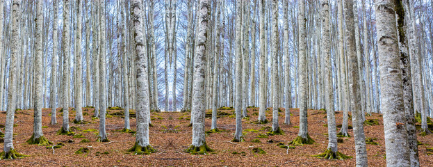 the now bare trees in the forest with the colors of autumn