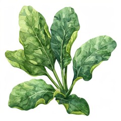 Fototapeta premium Sea beet, dark green leaves, rustic look, watercolor style, isolated on white background