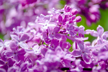 Pink lilac blooms in the Botanical garden
