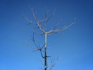 tree against sky